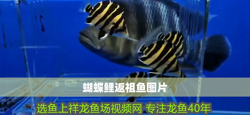 蝴蝶鯉返祖魚(yú)圖片