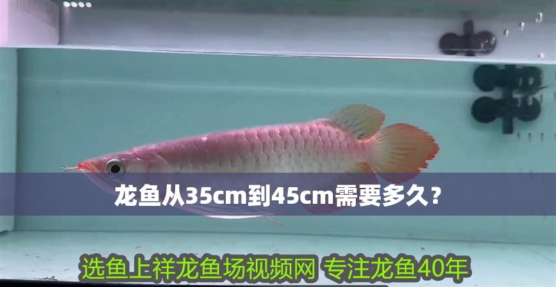 龍魚(yú)從35cm到45cm需要多久？