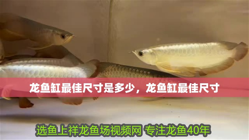 龍魚缸最佳尺寸是多少，龍魚缸最佳尺寸