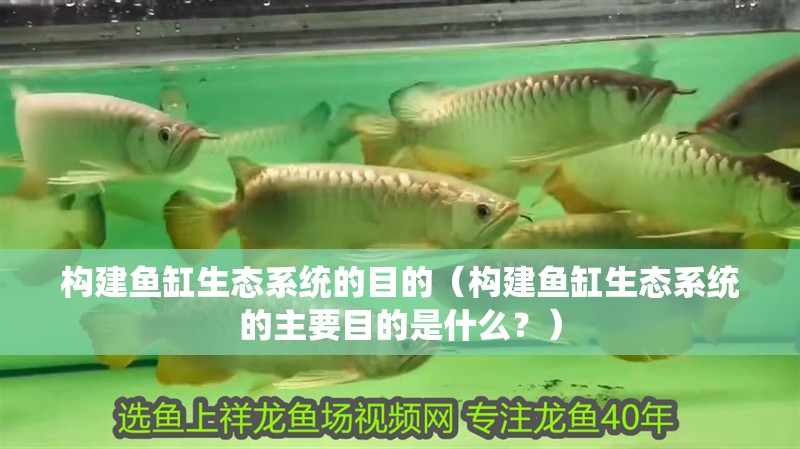 構(gòu)建魚缸生態(tài)系統(tǒng)的目的（構(gòu)建魚缸生態(tài)系統(tǒng)的主要目的是什么？）
