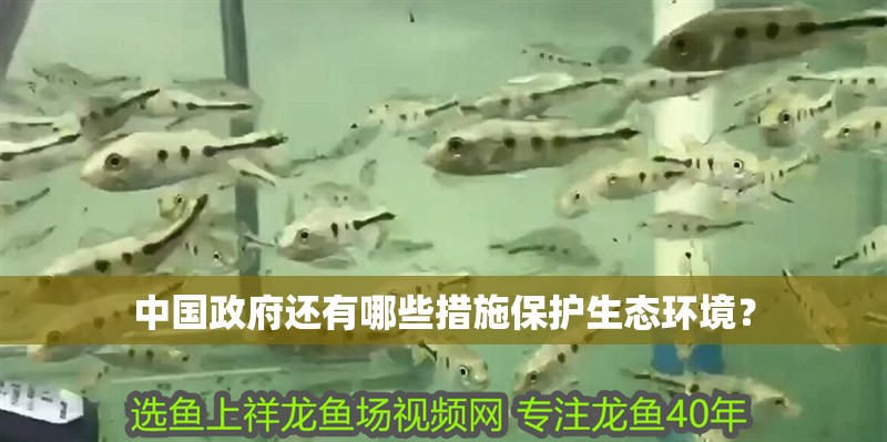 我的虎魚真菌感染了要怎么處理 中國政府還有哪些措施保護生態(tài)環(huán)境? 龍魚百科 中國政府還有哪些措施保護生態(tài)環(huán)境? 中國政府還有哪些措施保護生態(tài)環(huán)境? 龍魚百科