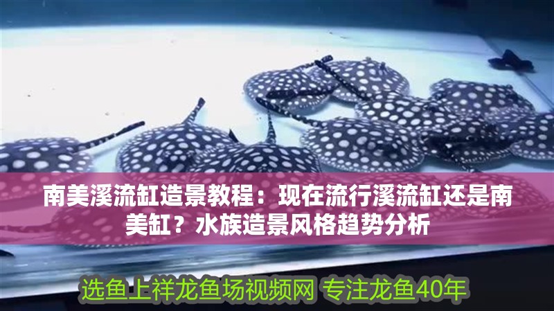 南美溪流缸造景教程：現在流行溪流缸還是南美缸？水族造景風格趨勢分析