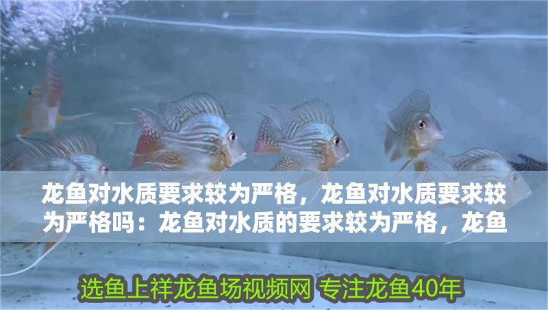 龍魚對水質要求較為嚴格，龍魚對水質要求較為嚴格嗎：龍魚對水質的要求較為嚴格，龍魚對水質要求嚴格嗎