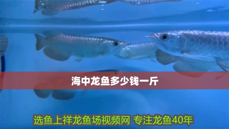 海中龍魚多少錢一斤