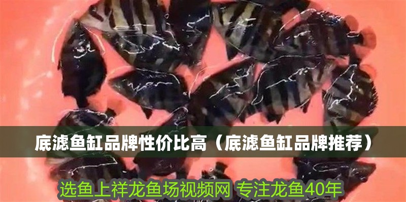 底濾魚缸品牌性價比高（底濾魚缸品牌推薦）