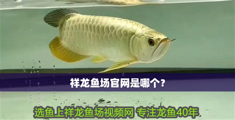 祥龍魚場官網是哪個？
