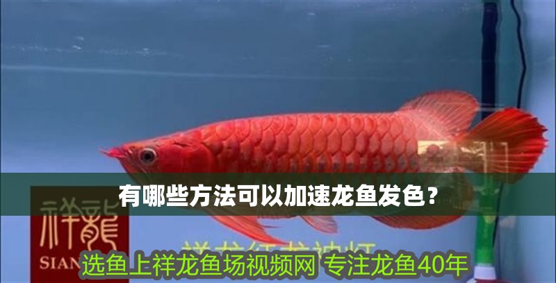 有哪些方法可以加速龍魚(yú)發(fā)色？