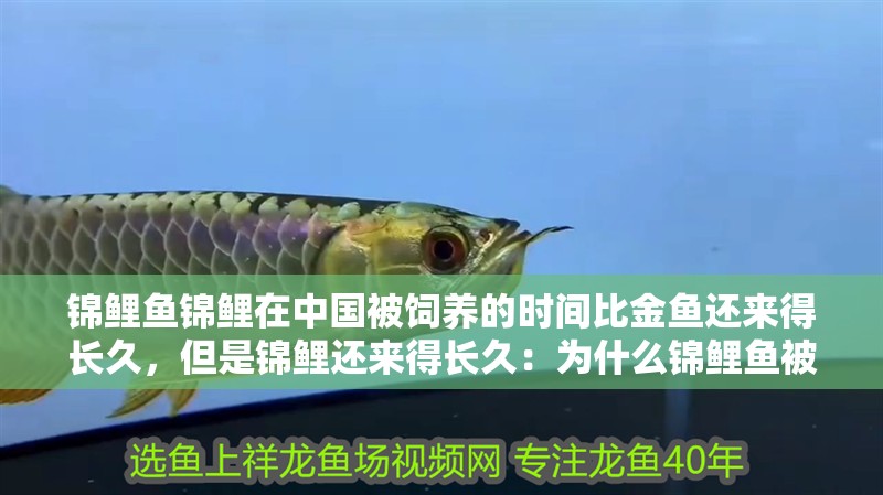 錦鯉魚錦鯉在中國被飼養的時間比金魚還來得長久，但是錦鯉還來得長久：為什么錦鯉魚被稱為“福壽魚”？