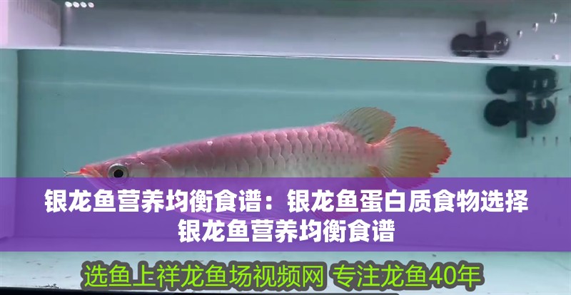 銀龍魚營養(yǎng)均衡食譜：銀龍魚蛋白質(zhì)食物選擇銀龍魚營養(yǎng)均衡食譜