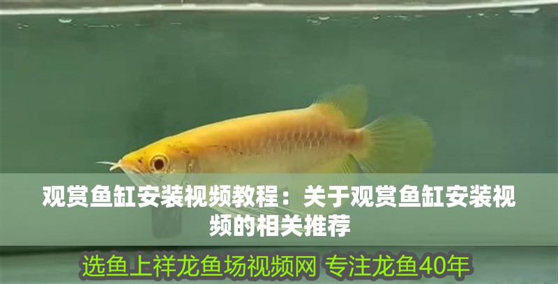 觀賞魚缸安裝視頻教程：關于觀賞魚缸安裝視頻的相關推薦