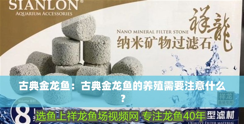 古典金龍魚：古典金龍魚的養(yǎng)殖需要注意什么？