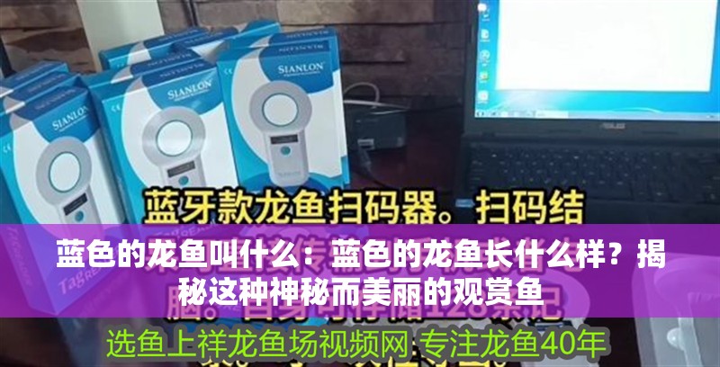 藍色的龍魚叫什么：藍色的龍魚長什么樣？揭秘這種神秘而美麗的觀賞魚