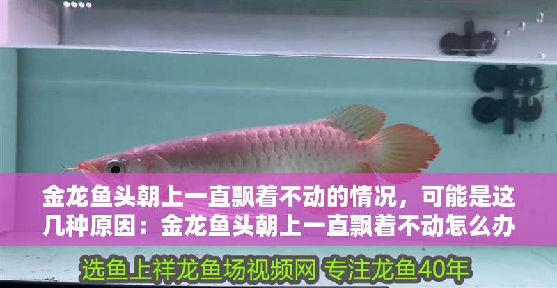 金龍魚頭朝上一直飄著不動的情況，可能是這幾種原因：金龍魚頭朝上一直飄著不動怎么辦
