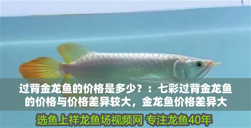 過背金龍魚的價格是多少？：七彩過背金龍魚的價格與價格差異較大，金龍魚價格差異大