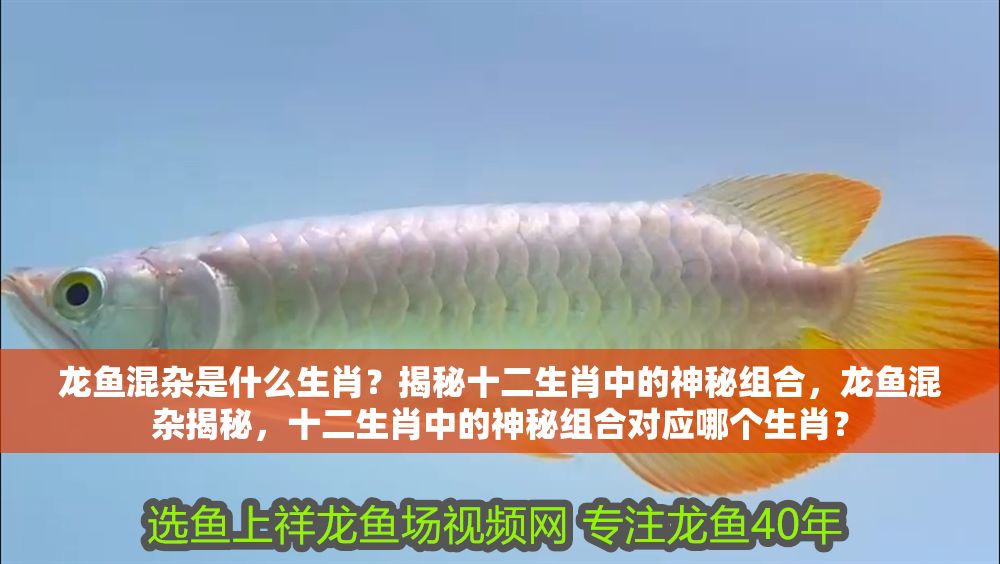 龍魚混雜是什么生肖？揭秘十二生肖中的神秘組合，龍魚混雜揭秘，十二生肖中的神秘組合對應哪個生肖？