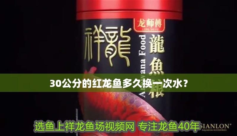 30公分的紅龍魚多久換一次水？