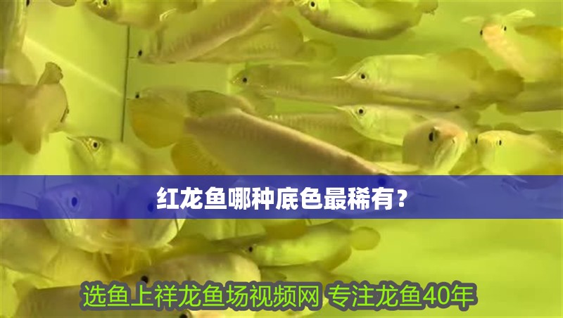 紅龍魚(yú)哪種底色最稀有？