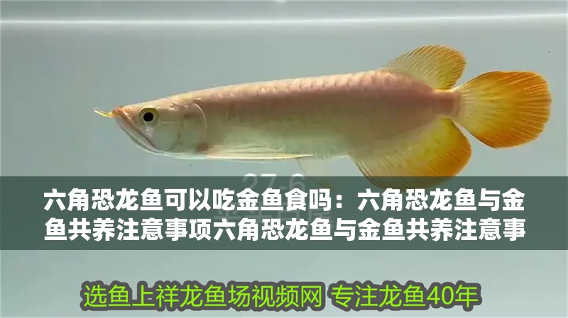 魚缸過(guò)濾器選購(gòu)指南:自制魚缸過(guò)濾器魚缸上置過(guò)濾器對(duì)于養(yǎng)魚愛(ài)好者的必備知識(shí) 六角恐龍魚可以吃金魚食嗎:六角恐龍魚與金魚共養(yǎng)注意事項(xiàng)六角恐龍魚與金魚共養(yǎng)注意事項(xiàng) 龍魚百科 六角恐龍魚可以吃金魚食嗎:六角恐龍魚與金魚共養(yǎng)注意事項(xiàng)六角恐龍魚與金魚共養(yǎng)注意事項(xiàng) 六角恐龍魚可以吃金魚食嗎:六角恐龍魚與金魚共養(yǎng)注意事項(xiàng)六角恐龍魚與金魚共養(yǎng)注意事項(xiàng) 龍魚百科