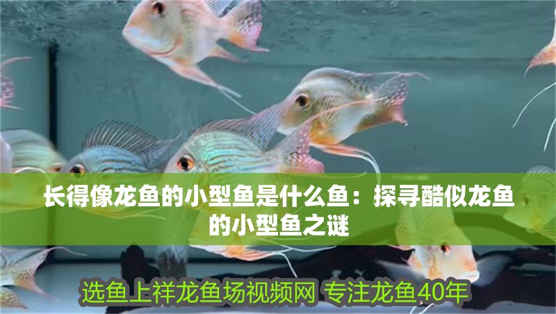 長得像龍魚的小型魚是什么魚：探尋酷似龍魚的小型魚之謎
