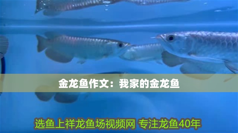 金龍魚作文：我家的金龍魚