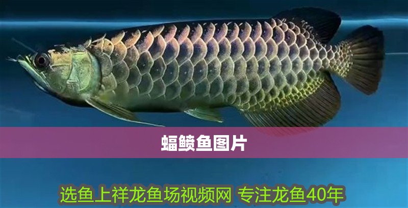 蝠鲼魚圖片