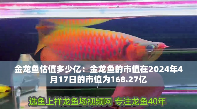 金龍魚估值多少億：金龍魚的市值在2024年4月17日的市值為168.27億
