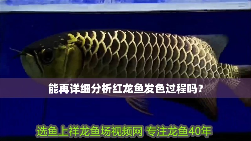 能再詳細(xì)分析紅龍魚發(fā)色過程嗎？