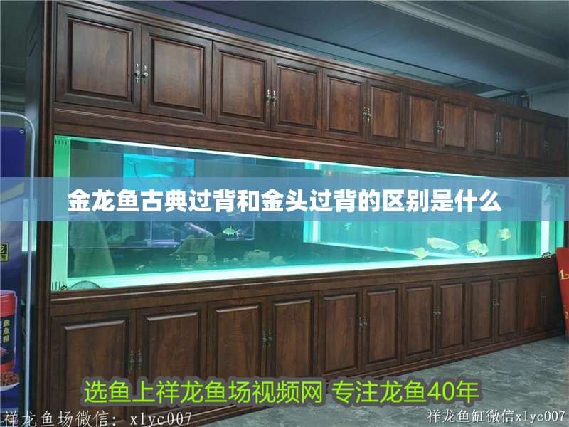 金龍魚古典過背和金頭過背的區別是什么