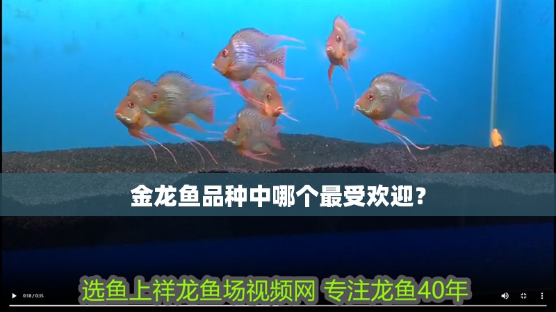金龍魚(yú)品種中哪個(gè)最受歡迎？