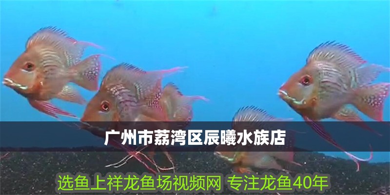 廣州市荔灣區辰曦水族店