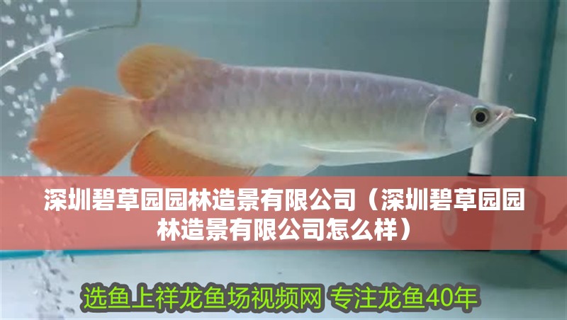深圳碧草園園林造景有限公司（深圳碧草園園林造景有限公司怎么樣）