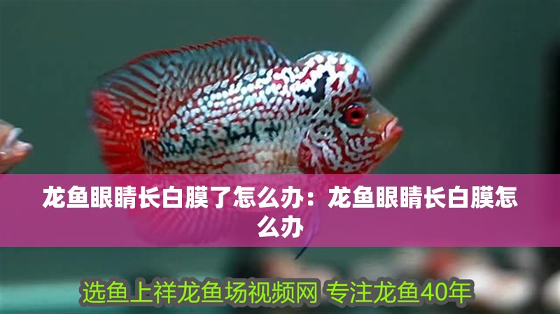 龍魚眼睛長白膜了怎么辦：龍魚眼睛長白膜怎么辦