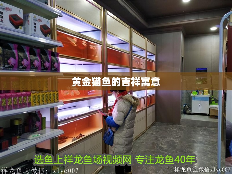 黃金貓魚的吉祥寓意