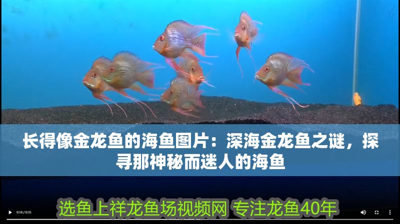 長得像金龍魚的海魚圖片：深海金龍魚之謎，探尋那神秘而迷人的海魚