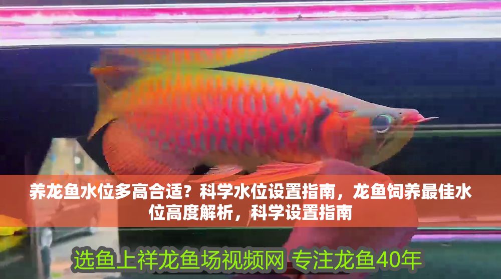 養(yǎng)龍魚水位多高合適？科學(xué)水位設(shè)置指南，龍魚飼養(yǎng)最佳水位高度解析，科學(xué)設(shè)置指南