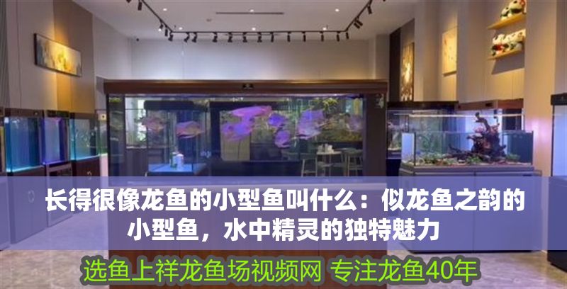 長得很像龍魚的小型魚叫什么：似龍魚之韻的小型魚，水中精靈的獨(dú)特魅力