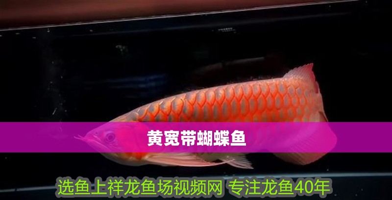 黃寬帶蝴蝶魚