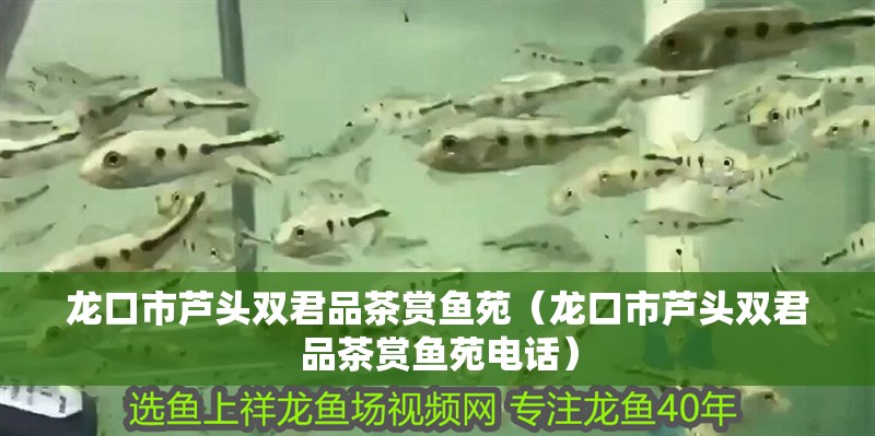 龍口市蘆頭雙君品茶賞魚苑(龍口市蘆頭雙君品茶賞魚苑電話)