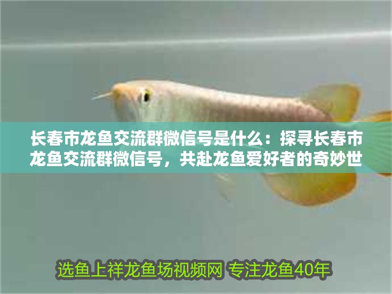 長春市龍魚交流群微信號是什么：探尋長春市龍魚交流群微信號，共赴龍魚愛好者的奇妙世界