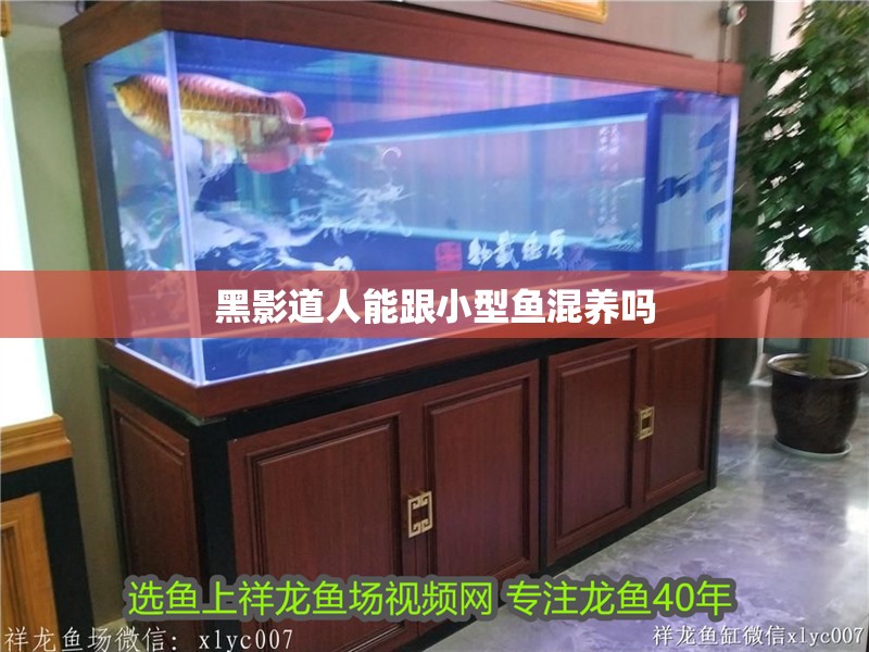 黑影道人能跟小型魚混養(yǎng)嗎