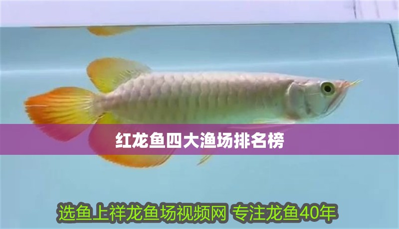 紅龍魚四大漁場排名榜