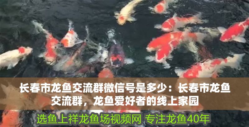 長春市龍魚交流群微信號是多少：長春市龍魚交流群，龍魚愛好者的線上家園