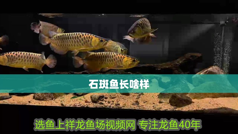 石斑魚長啥樣