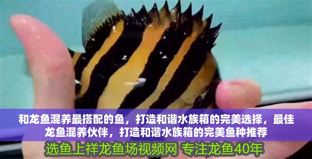 和龍魚混養最搭配的魚，打造和諧水族箱的完美選擇，最佳龍魚混養伙伴，打造和諧水族箱的完美魚種推薦