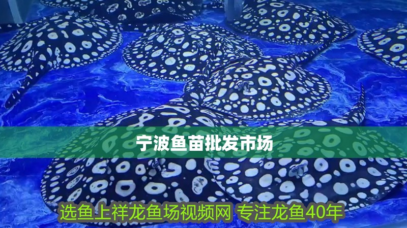 寧波魚苗批發市場