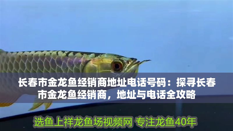 長春市金龍魚經銷商地址電話號碼：探尋長春市金龍魚經銷商，地址與電話全攻略