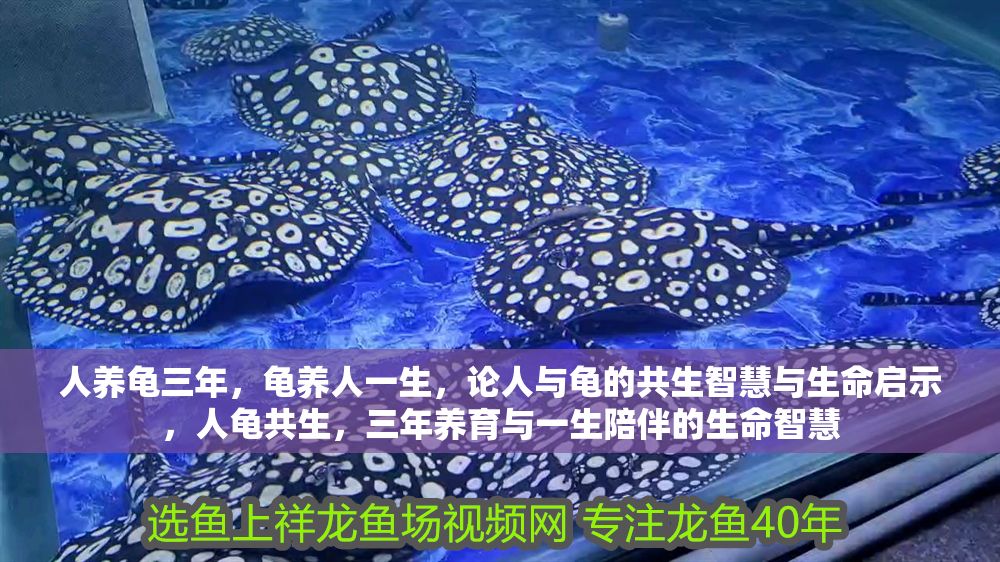 人養龜三年，龜養人一生，論人與龜的共生智慧與生命啟示，人龜共生，三年養育與一生陪伴的生命智慧