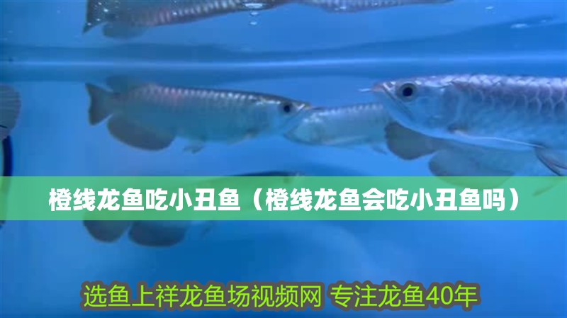 橙線龍魚吃小丑魚（橙線龍魚會吃小丑魚嗎） 橙線龍魚吃小丑魚（橙線龍魚會吃小丑魚嗎） 龍魚百科