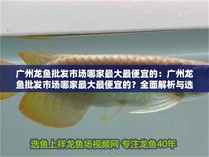 廣州龍魚批發市場哪家最大最便宜的：廣州龍魚批發市場哪家最大最便宜的？全面解析與選購指南