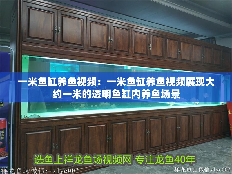 一米魚(yú)缸養(yǎng)魚(yú)視頻：一米魚(yú)缸養(yǎng)魚(yú)視頻展現(xiàn)大約一米的透明魚(yú)缸內(nèi)養(yǎng)魚(yú)場(chǎng)景